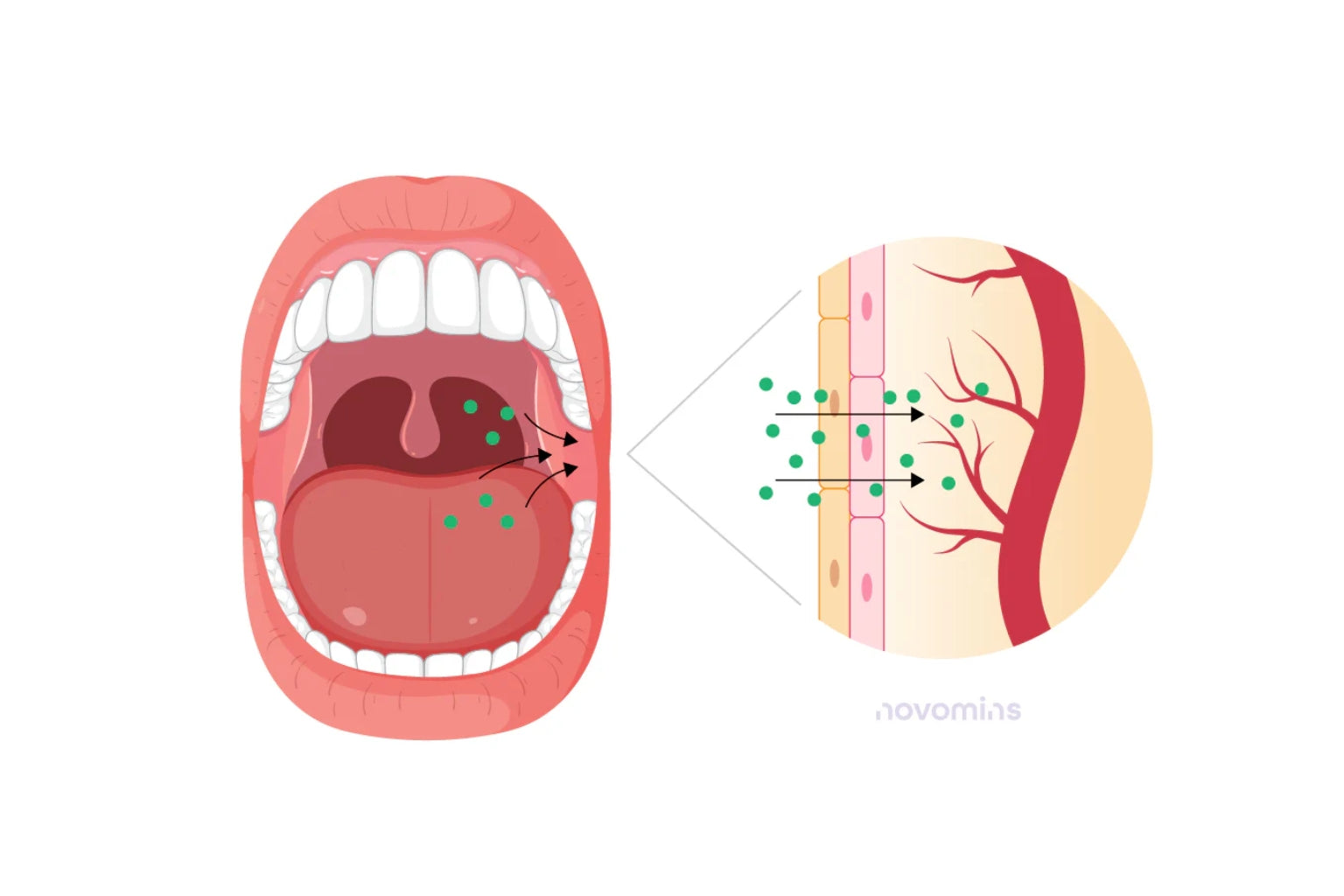 Xsurge Neurogum: Chewing Gum Delivery and Safety Profile